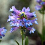 Penstemon procerus Fula