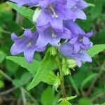 Campanula tracheliumBlüte