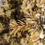 Juniperus communis Leaf