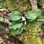 Epigaea repens Flower