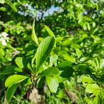 Crataegus punctata Hoja