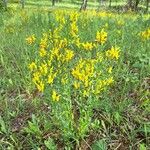 Genista tinctoria Natur