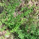 Berberis canadensis Leaf