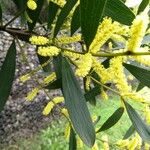 Acacia longifolia Blatt