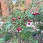 Crataegus marshallii Leaf