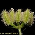 Torilis leptophylla Fruit