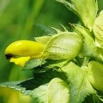 Rhinanthus major Flower