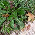 Rumex pulcher Leaf