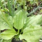 Plantago majorBlad