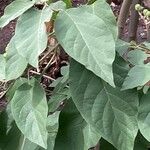 Solanum erianthum Leaf