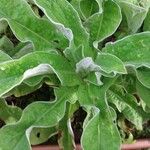 Helichrysum foetidum Blatt