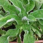 Helichrysum foetidum Leaf