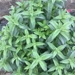 Mentha longifolia Folha