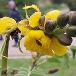 Senna didymobotrya Cvet