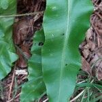 Asplenium scolopendriumList