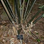 Kerriodoxa elegans Flor