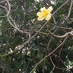 Ceiba insignis Flor