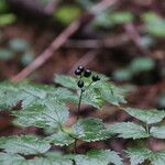 Actaea spicata Плід