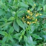 Lysimachia quadrifolia 葉