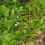 Allium paradoxum Blatt