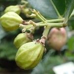 Chrysobalanus icaco Fruit