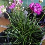 Armeria maritimaLeaf