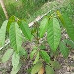 Handroanthus chrysanthus 叶