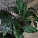 Spathiphyllum wallisii Leaf