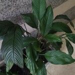 Spathiphyllum wallisii Blad