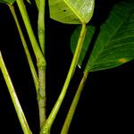 Philodendron inaequilaterum Coajă