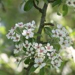 Pyrus elaeagrifolia 花