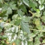 Geranium × oxonianum Leaf