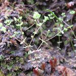 Radiola linoides Vivejo