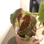 Begonia pendula Yaprak