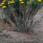 Hymenolepis incisa Flor