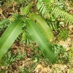 Calophyllum soulattri Leaf