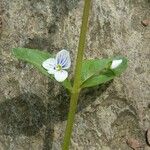 Veronica serpyllifolia ᱪᱷᱟᱹᱞᱤ