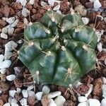 Gymnocalycium anisitsii Ліст