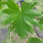 Philodendron bipinnatifidumHostoa