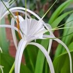 Hymenocallis littoralis Blodyn