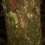 Eschweilera congestiflora Corteza