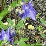 Aquilegia alpina 花