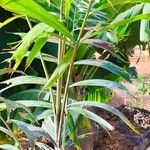 Ptychosperma pullenii Hoja