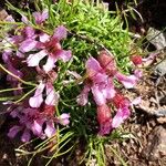 Saponaria pumila Flower