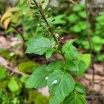 Ocimum carnosum Floare