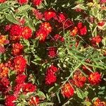 Lantana camaraFlower