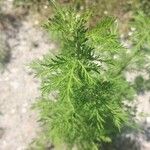 Artemisia annuaഇല