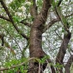 Prunus mahaleb Bark