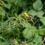 Cytisus nigricans Fruit