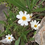 Melampodium leucanthum Květ